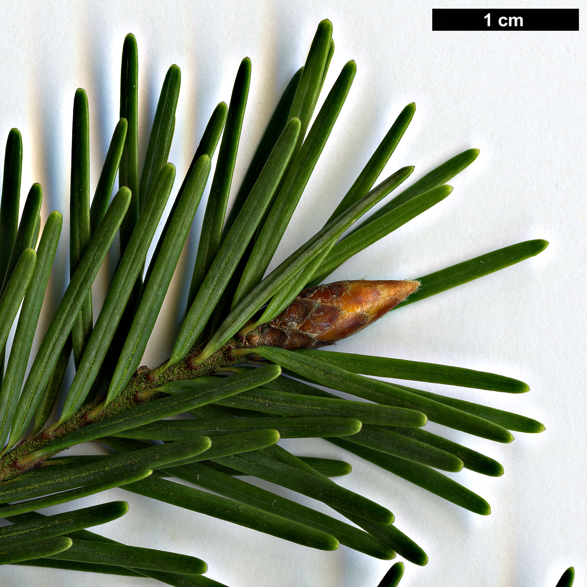 High resolution image: Family: Pinaceae - Genus: Pseudotsuga - Taxon: menziesii - SpeciesSub: var. glauca